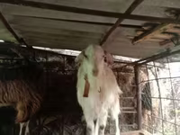 Ziegenbock, Saanen goat — Foto 7