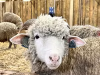 मेढ़ा, Merino sheep — फ़ोटो 8