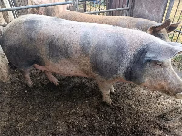 Sow, Pigs — Moldova