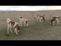 گاو نر, Swiss cattle — عکس 1