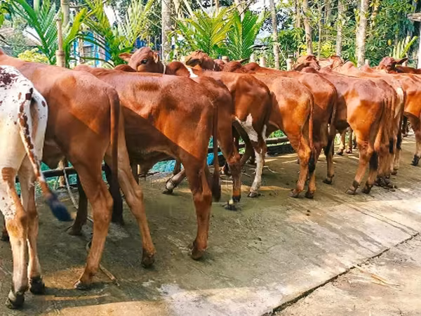 Bò đực, Bò nước — Bangladesh
