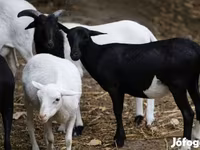 میش, Cameroon sheep — عکس 3