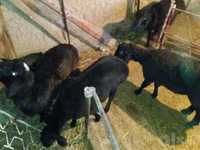 Domba jantan, Sheep — foto 5