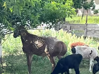 Beran, Arashan sheep — foto 4