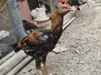 Chickens — foto 2