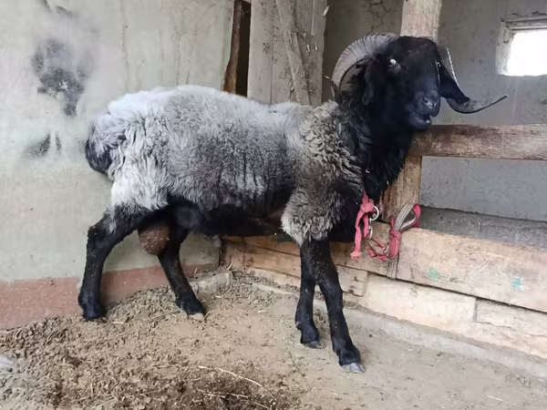 Carnero, Blackheaded Persian sheep