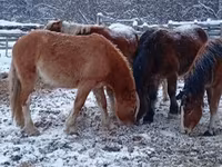 Horse (M), Horses — photo 8
