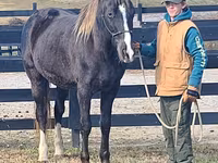 Horse (M), Rocky Mountain Horse — photo 8
