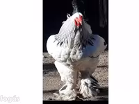 براهما — عکس 1