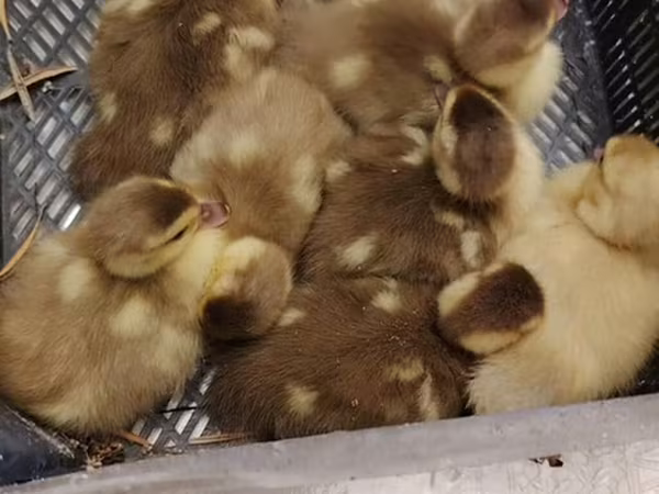 Ducks