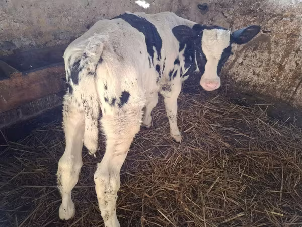 Бұқа, Russian Black pied cattle