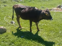 Lembu jantan, Cattle — foto 3