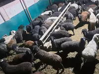Kambing jantan, Sheep — foto 3