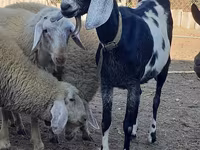 Get, Nubian Goat — foto 3