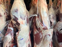 ወንድ በሬ, Cattle — ፎቶ 2