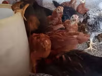 براهما — الصورة 4