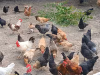 Chickens — عکس 2