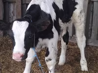 Byk, Russian Black pied cattle — zdjęcie 1