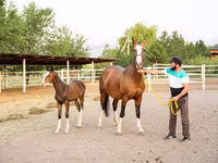 ม้าตัวเมีย, Akhal-Teke — รูปภาพ 1