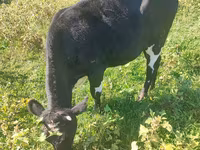 암소, Russian Black pied cattle — 사진 2