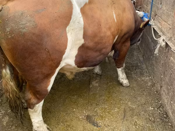 Bulle, Simmental cattle