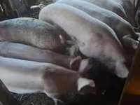 Babi hutan, Pigs — foto 3