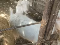 بز ماده, بز — عکس 3