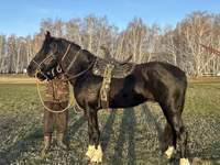 Faras, Kustanai horse — sawirka 2