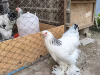 براهما — عکس 3