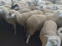 Sheep, Sheep — photo 1