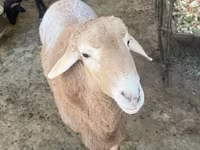 Vædder, Arashan sheep — foto 4