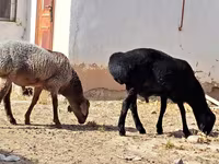 قوچ, گوسفند — عکس 4