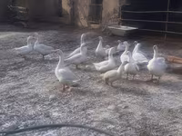 Geese — акс 1