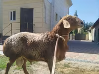 قوچ, Tian-Shan semifinewool sheep — عکس 3