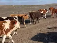 Toro, Simmental cattle — foto 5