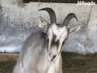 Koza, Kozy — zdjęcie 3