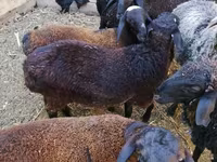مینڈھا, Arabi sheep — تصویر 6