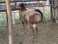 Beran, Arashan sheep — foto 7