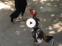 Chickens — عکس 3
