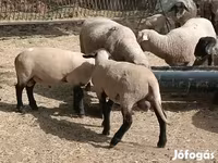 Beran, White Suffolk sheep — foto 5