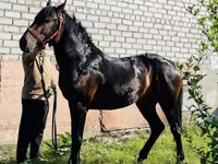 Ngựa đực, Swedish warmblood horse — ảnh 1