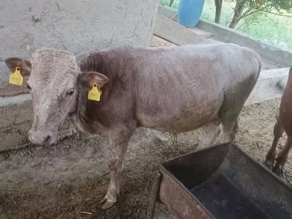 Býk, Simmental cattle