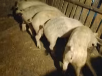 Eber, Schweine — Foto 2