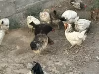 Chickens — 照片 7