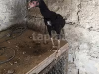 Chickens — zdjęcie 4