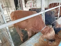 Lembu jantan, Cattle — foto 1
