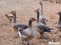 Geese — عکس 3