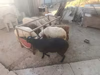 Oveja, Ovejas — foto 3