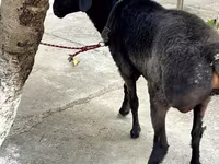 Widder, Arashan sheep — Foto 2