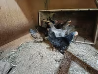 Chickens — 写真 4